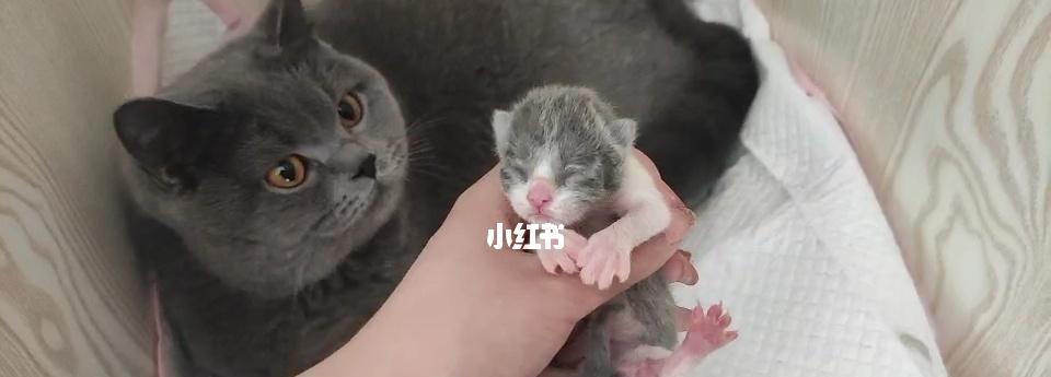 猫咪生产（了解猫咪生产的不同情况）