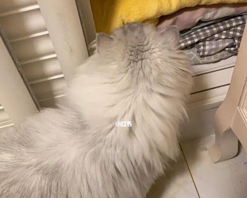 猫咪生产前总钻衣柜实录（宠物的特殊需求与爱好）