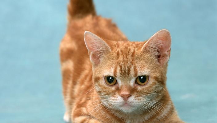 猫咪绝育前的生化检查是否必要（探讨宠物健康与绝育前生化检查的关系）