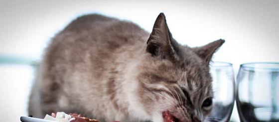 如何正确处理宠物猫咪的生肉饮食（一步步教你处理宠物猫咪的生肉饮食）