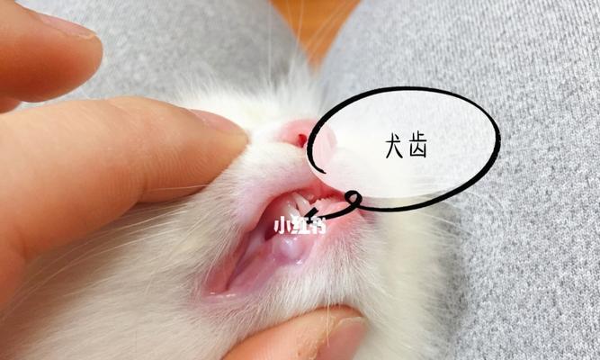 猫咪十个月换牙指南（宠物爱好者必看）