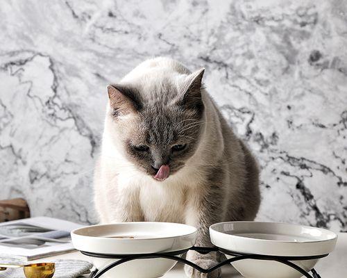 猫咪不吃食物怎么办（宠物主人必知的解决方案）