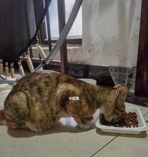 猫咪何时适合吃猫粮（探究猫咪的饮食需求和食物习惯）