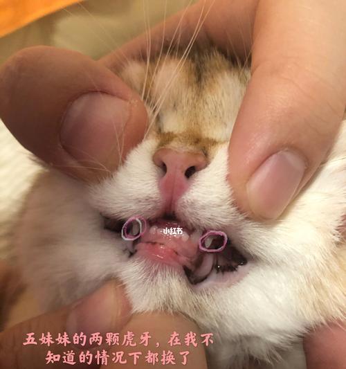 小猫咪的牙齿发育全解析（什么时候换牙）