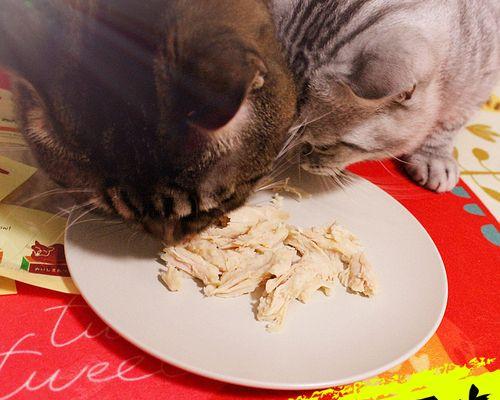 猫咪饮食安排全攻略（宠物健康的秘诀来自正确的饮食）