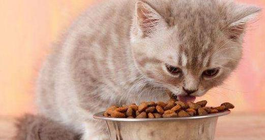 如何应对宠物猫咪食欲不振的问题（营养均衡）