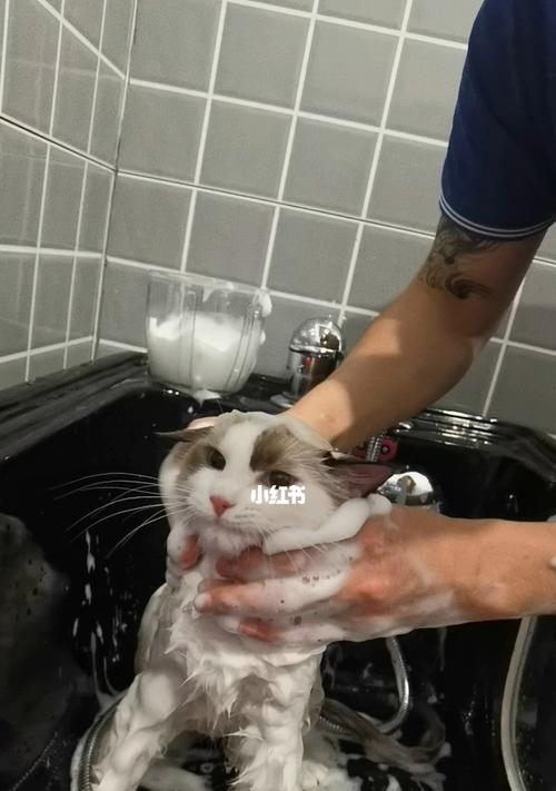 宠物猫咪洗澡全指南（了解猫咪的洗澡需求）