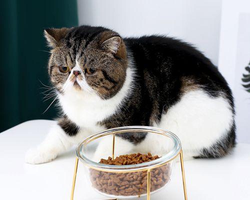 猫咪的“猫粮收集日常”之宠物生活（如何让你的猫咪成为“猫粮收集达人”）
