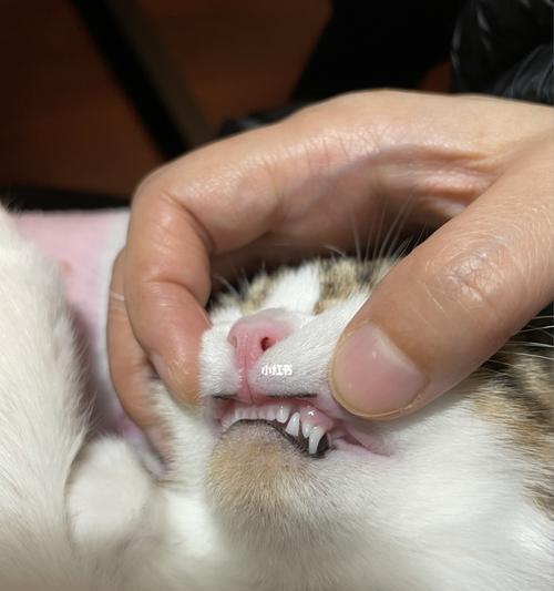 猫咪手术后疼痛（从手术前的准备到术后的护理）