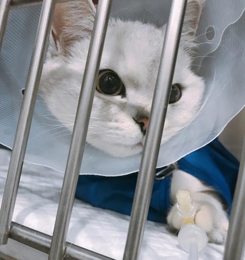 猫咪手术后吐血水怎么办（宠物猫咪手术后如何避免吐血水）