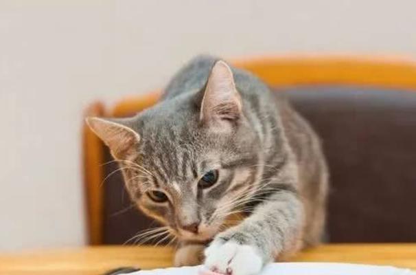 探讨猫咪抓地与咬手指的行为特征（揭秘宠物猫咪的行为心理及训练技巧）
