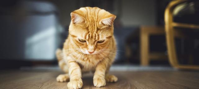 猫咪受惊的表现及处理方法（如何帮助宠物猫咪减少受惊情况）