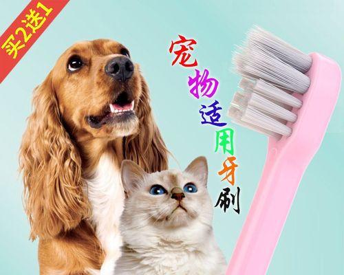 如何为宠物猫咪刷牙（正确刷牙时间和频率）