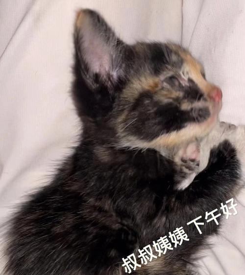 猫妈妈心声（用爱和陪伴）