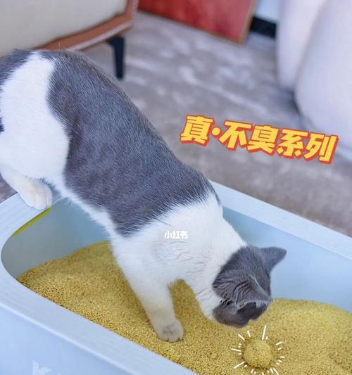 探究猫咪糖尿病尿的特征（以宠物为主）