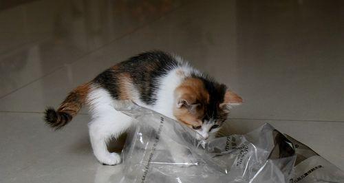 猫咪套垃圾袋神器——让宠物生活更方便（一款贴心的垃圾处理工具/宠物家庭必备/解决垃圾袋困扰的好帮手）