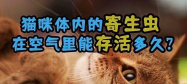 猫咪的寄生虫问题剖析（探究猫咪体内寄生虫的危害及防治）