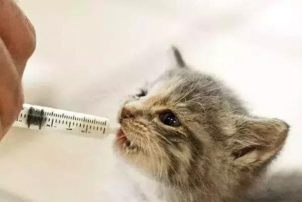 猫咪体外温度计，宠物健康必备！