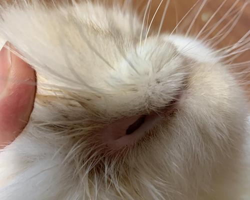 猫咪剃毛后长猫癣的表现（剃毛导致的猫癣症状和治疗方法）