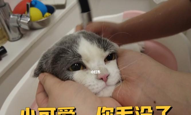 猫咪剃毛后的洗澡指南（照顾你的宠物）