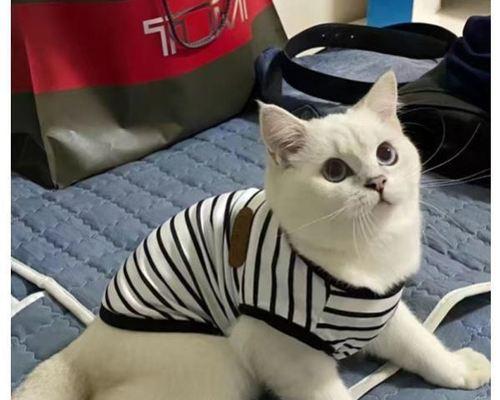 猫咪剃毛后的洗澡指南（照顾你的宠物）