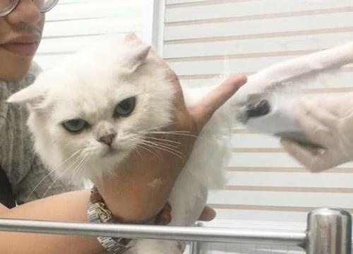 猫咪剃毛后会变色吗？一文揭秘