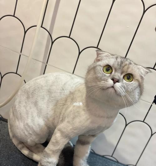 剃毛后的猫咪，如何避免抑郁症（宠物护理小技巧）