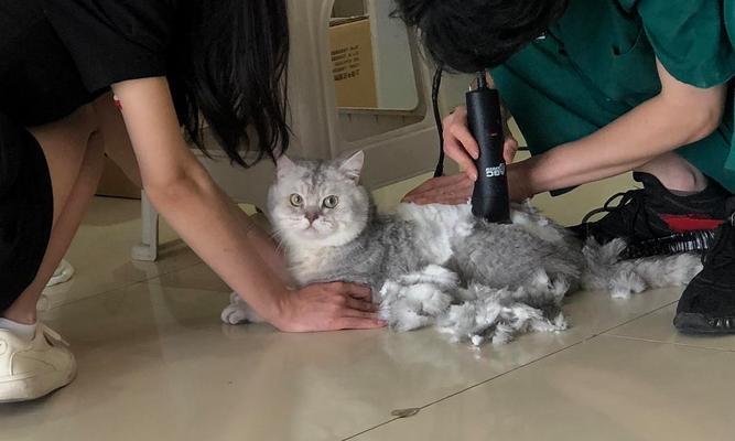 剃毛后的猫咪，如何避免抑郁症（宠物护理小技巧）