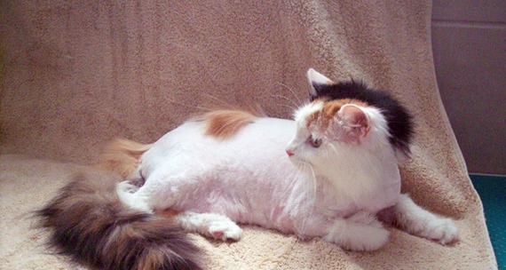 猫咪剃毛造型，让你的宠物更时尚（以猫咪剃毛造型为主题的宠物美容）