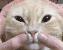 猫咪舔鼻子的原因与解决方法（宠物护理）
