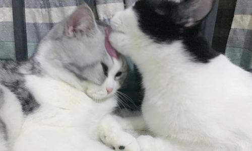 猫咪为何喜欢舔毛（揭秘猫咪舔毛一边舔一边咬的奥秘）