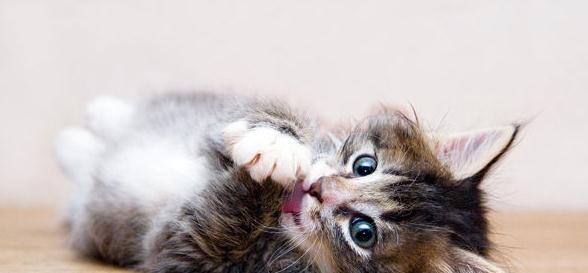 如何让宠物猫咪更好地舔毛（掌握正确的方法）
