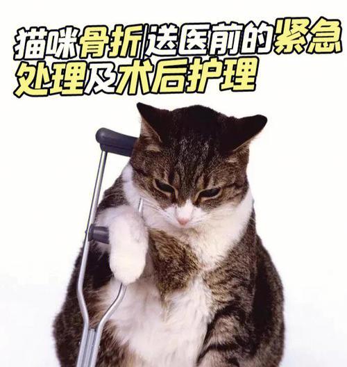 宠物猫咪为您舔伤口，正确使用双氧水（宠物护理必备）