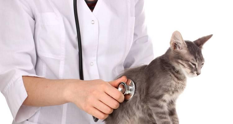 宠物猫咪为您舔伤口，正确使用双氧水（宠物护理必备）