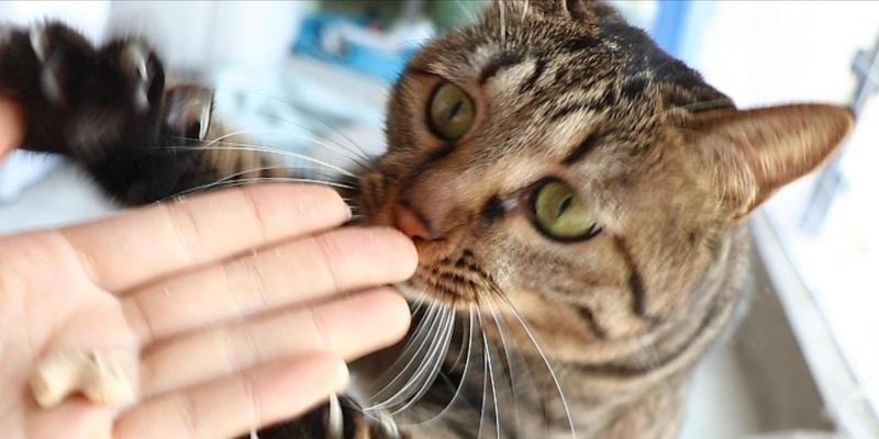 猫咪为什么喜欢舔咬爪子？——探究猫咪的行为习惯