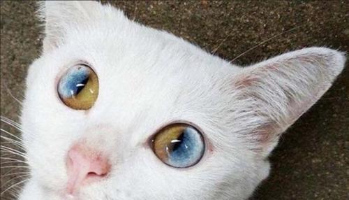揭开猫咪瞳孔视力的神秘面纱（猫咪的瞳孔为何能变化）