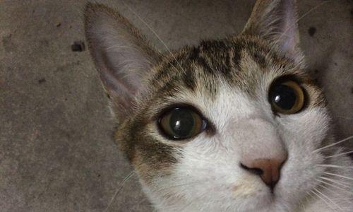 揭开猫咪瞳孔视力的神秘面纱（猫咪的瞳孔为何能变化）