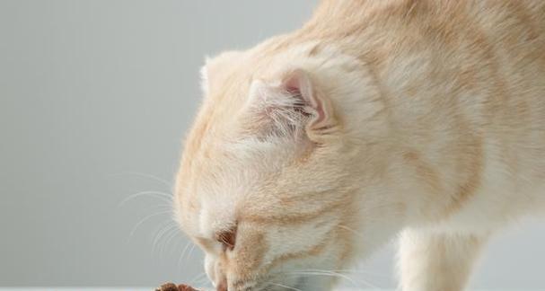 「猫咪吐黄水、不吃东西、拉稀怎么办（以宠物为主）