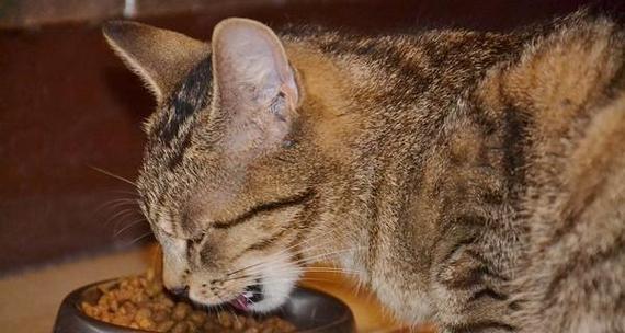 「猫咪吐黄水、不吃东西、拉稀怎么办（以宠物为主）