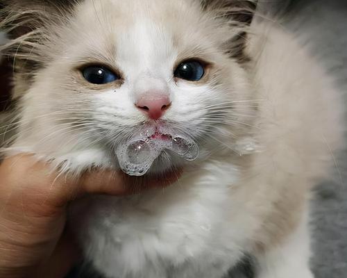 猫咪呕吐问题解决方案（如何应对猫咪吐黄水和吐粉水的情况）