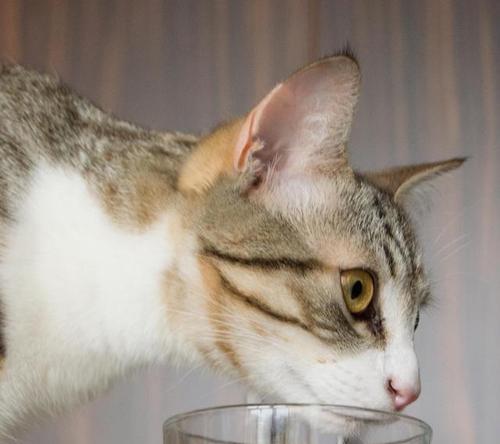 猫咪呕吐问题解决方案（如何应对猫咪吐黄水和吐粉水的情况）