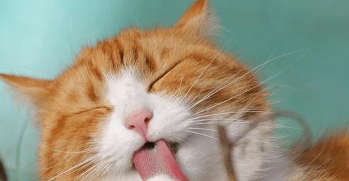 宠物猫咪为什么吐黄水（详细解析猫咪呕吐问题）