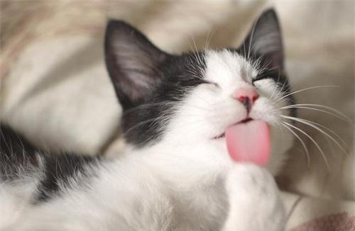 揭秘猫咪吐舌头肚子震动的原因（从宠物行为学角度分析）