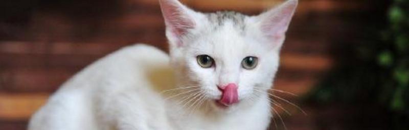 猫咪为什么会吐舌头呼吸（探究猫咪吐舌头呼吸的原因及应对方法）