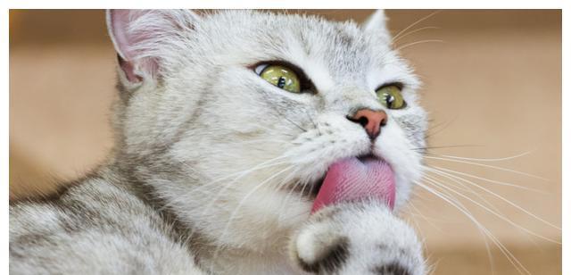 猫咪为何常常吐舌头（以猫咪吐舌头是散热吗为主题的探究）