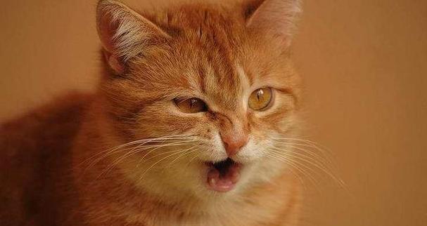 猫咪如何缓解吞咽咳嗽（掌握正确方法）