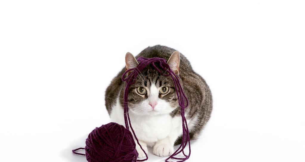 猫咪玩毛线的乐趣（以宠物为主的手工艺活动）