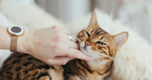 猫咪为什么老舔手（探究猫咪舔手的原因和意义）