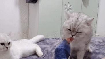 猫咪为什么老舔手（探究猫咪舔手的原因和意义）