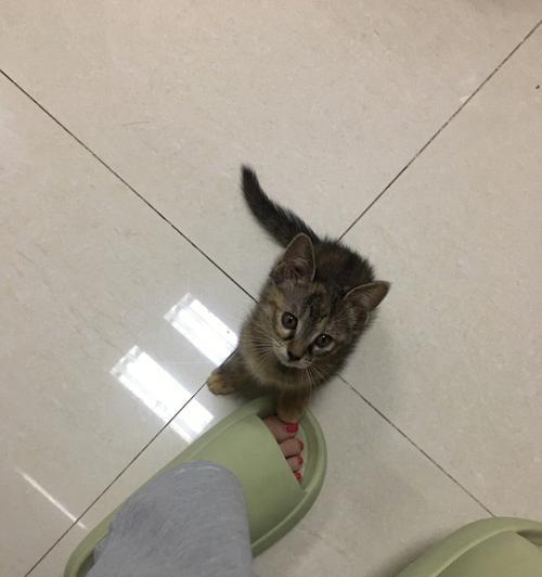 揭秘猫咪为何喜欢咬拖鞋（猫咪行为解析）